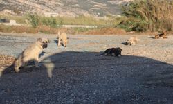 4 Mahallede Kuduz Alarmı!  Karantinaya Alındı