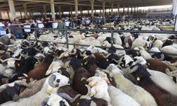 Satılamayan Kurbanlıkları ESK Alacak! Fiyat Listesi Belli Oldu