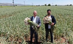 Araban Sarımsağının Hasadı Başladı