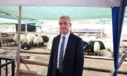 Gaziantep’te Kurban Piyasası Mercek Altında