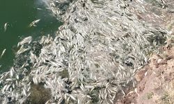 Gaziantep’te Yüzlerce Balık Ölü Olarak Kıyıya Vurdu!