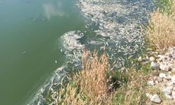 Karasu Çayı’ndaki Balık Ölümleri Üzerine İnceleme Başlatıldı