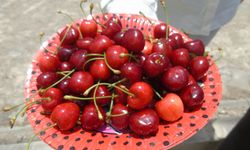 Gaziantep’te Kirazın Tadı Bu Yıl Acı
