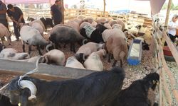 Hayvan Pazarlarında Kıran Kırana Pazarlık
