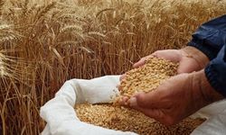 Çiftçi Emeğinin Karşılığını Alamıyor