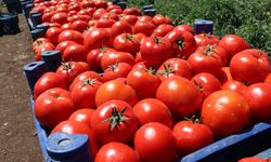 Polateli’nin Domatesi Gazianteplilerin Sofrasında
