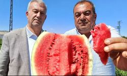 Gaziantepli Karpuz Üreticileri İsyanda