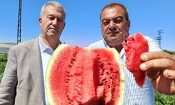 Gaziantep’te Karpuz Hasadı Başladı
