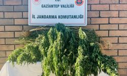 Gaziantep’te Zehir Tarlasına Baskın