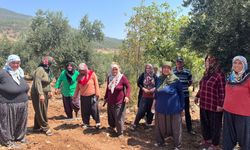 Depremzedeler İsyanda! Zeytinlikler Sökülüp Ev Yapılmak İsteniyor