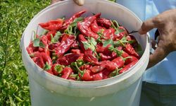 Gaziantep’in Kırmızı Altınını Kuraklık Vurdu!