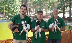 Cüce Keçilerin Sırları Gaziantep’te Ortaya Çıktı!