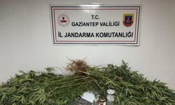 Gaziantep’te Jandarma Tarlaya Girince Gerçek Ortaya Çıktı!