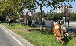 Şehir Merkezine İnen İnek Sürüsü Yakalandı