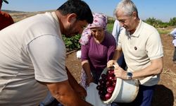 Tahmazoğlu Çiftçilerle Hasatta!