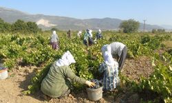 Gaziantep’te Çiftçinin Yüzü Asıldı!