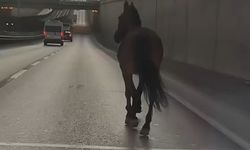 Başıboş At Trafikte Tehlike Saçtı