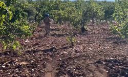 Gaziantep'te "Yeşil Altın" Nöbeti Sürüyor