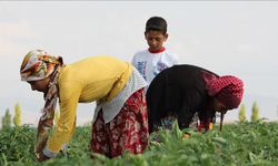 Gaziantep’te Mevsimlik Tarım İşçilerinin Zor Koşulları
