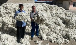Gaziantep’in Araban Ovası’nda Pamuk Sezonu Açıldı