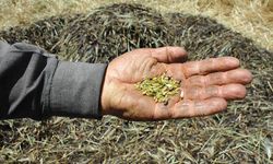 Antep Firiği: Yüzyıllardır Sofraların Geleneksel Lezzeti