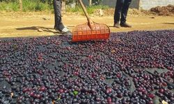 Antep’in Kara Altını Güneşte Parlıyor!