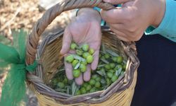 Zeytin Hasadı Başladı: İlk Sıkım Zeytinyağı Görücüye Çıktı