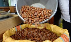 Giresun Fındığı Fiyatıyla Göz Dolduruyor