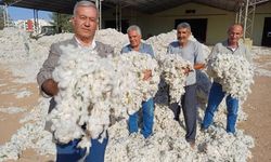 Gaziantep Araban Ovası’nda Pamuk Hasadı Buruk Başladı