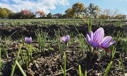 Kilosu 600 Bin TL'den Satılacak!