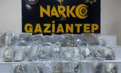 Gaziantep’te Dev Skunk Operasyonu