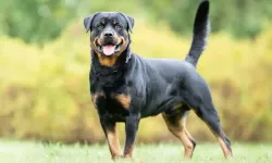 Sokakta Ağızlıksız Gezen Köpek Dehşet Saçtı