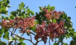 Üretici Tepkili, Tüccar Temkinli