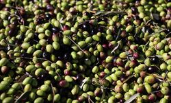 Gaziantep’te Zeytin Bereketi Başladı!