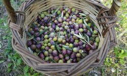 Zeytinde Rekolte Yarı Yarıya Düştü