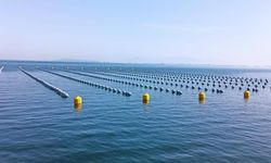 Kaçak Midyeye Karşı Uyarı: Menşei Sorgulanmalı