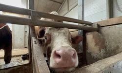 Uzmanlardan ’Deli Dana’ Uyarısı