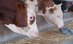 Kırmızı Et ve Süt Arzında Risk Artıyor