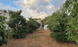 Bahçeler Hırsızların Hedefi Oldu