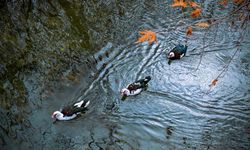 Doğada Sarı Tonların Dansı