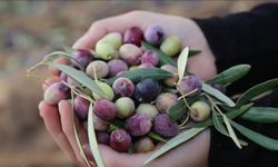 Nizip’te Zeytin Festivali Başlıyor