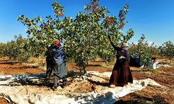 Gaziantep'te Fıstık İşçilerinin Yevmiyesi Belli Oldu