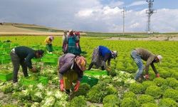 Gaziantep'te Yeni İstihdam Umudu