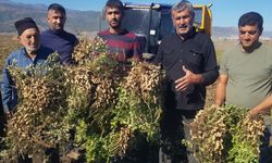 Gaziantep’te Yerfıstığı Hasadı Başladı