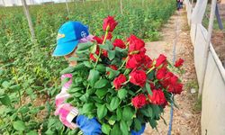 Gül Hasadı Başladı
