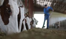 Gaziantep’te Şapın Etkisi Fiyatlara Yansıyacak