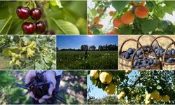 Türkiye Tarımda 7 Üründe Dünya Lideri Oldu