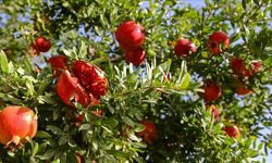 Antioksidan Zengini Nar Sağlığa Katkı Sağlıyor