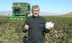 “Beyaz Altın” Hasadı Başladı!