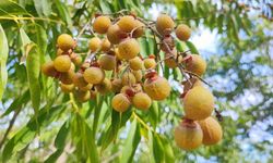 Sabun Cevizi Doğal Temizlikte Çığır Açacak